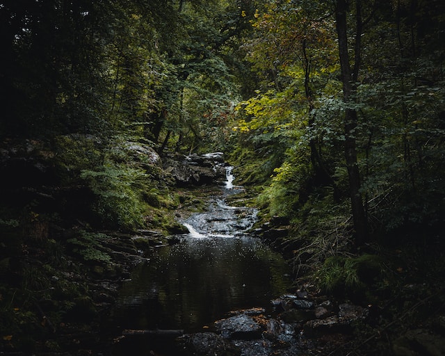 Bossen in de buurt van uw vakantiehuis in de Ardennen