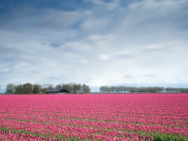 Uitzicht op bollenvelden vanaf een vakantiehuis in Nederland