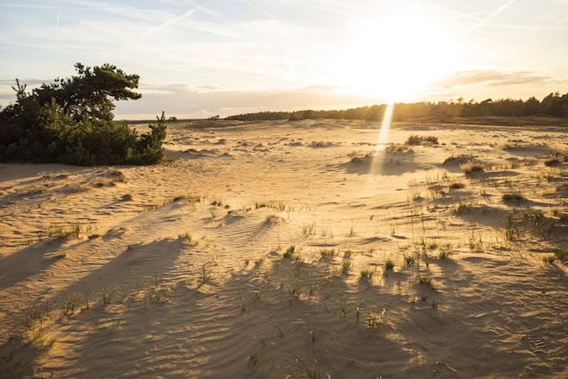 Foto van Nationaal Park De Hoge Veluwe