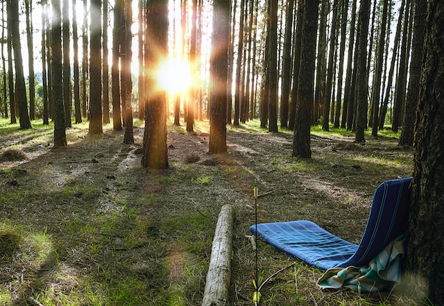 Uitzicht vanuit natuurhuisjes die midden in het bos staan